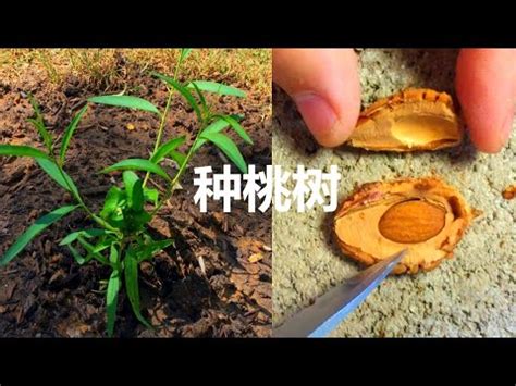 桃子樹種植|【種桃樹】從核果到果香滿枝頭：親手種植桃樹的完整指南！